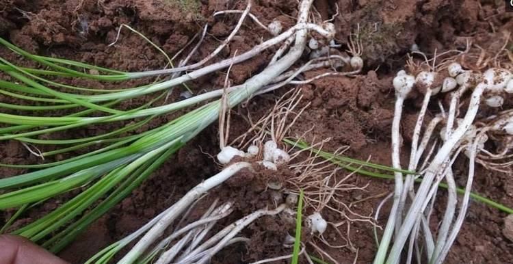  早好|女性想显年轻，推荐三种食物，延缓衰老，美容养颜，早吃早好