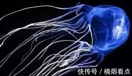 吉尼斯世界之最|吉尼斯世界之最：女子左手拿鞭30s破纪录，魔鬼老师？