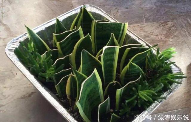 花盆|她养的虎皮兰，三年长到2米高，秘诀只有2个，花友虎皮兰巨无霸