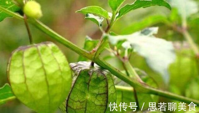 小知识|这种野草人称“红菇娘”,果实似灯笼,以前不识货,如今想吃难了