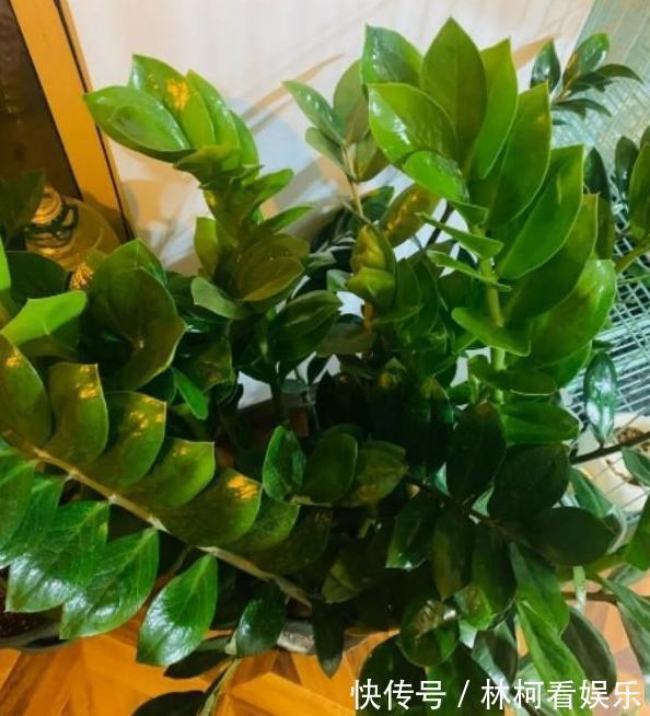 多肉植物|家里盆栽4种懒人植物,不积水、不缺水,就不用再看''脸色''