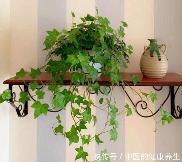 别养绿萝了,这20种耐阴植物,养在家里更合适!