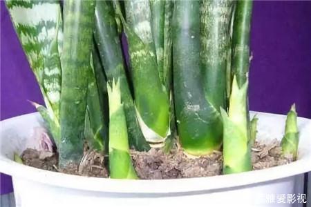 打开虎皮兰这个神秘机关,疯狂冒芽摁不住,简直把盆撑炸