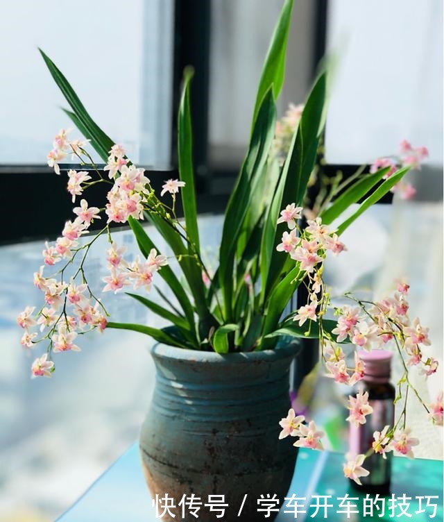 2种花,最适合懒人种,北阳台也能开爆盆!