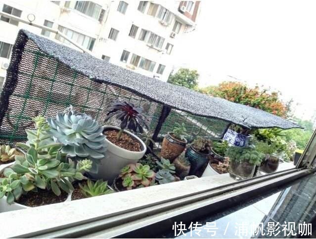 秋天|即将度夏成功想得太简单了，别让花毁在秋老虎手里！