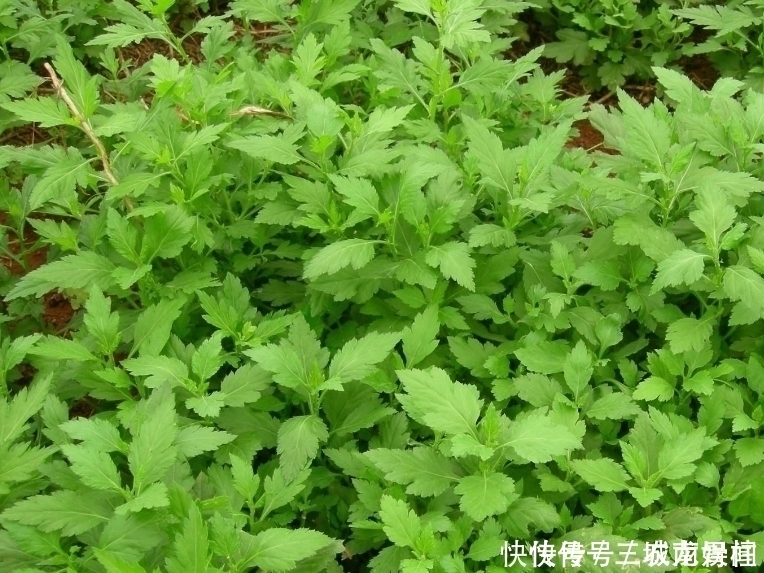 清热解毒|农民种植一野菜，形如“菊花”效益高，不仅芳香清口，还清热解毒