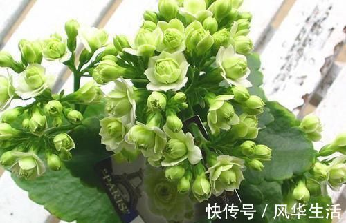 最有仙气的花卉,号称爆盆小能手,花名浪漫,花色珍稀,四季开花