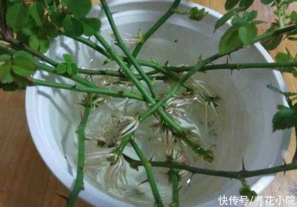 柳树|生根剂不用买,3种小东西做成生根水,也能使插穗快速生根