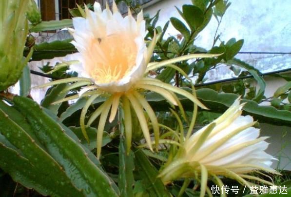 强身健体|中医提醒:咳嗽老不好,路边霸气的花摘回家泡水喝,止咳有奇效