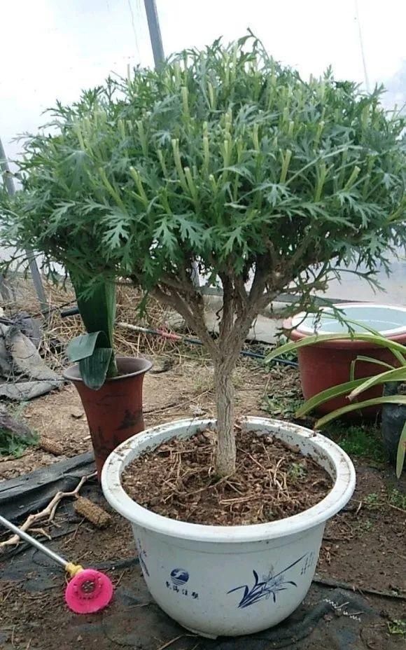 虎皮兰,红掌,吊兰养成老桩,变成大树,真壮观