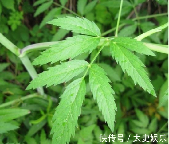 路边见到这几种野花,躲得远远的,碰都碰不得