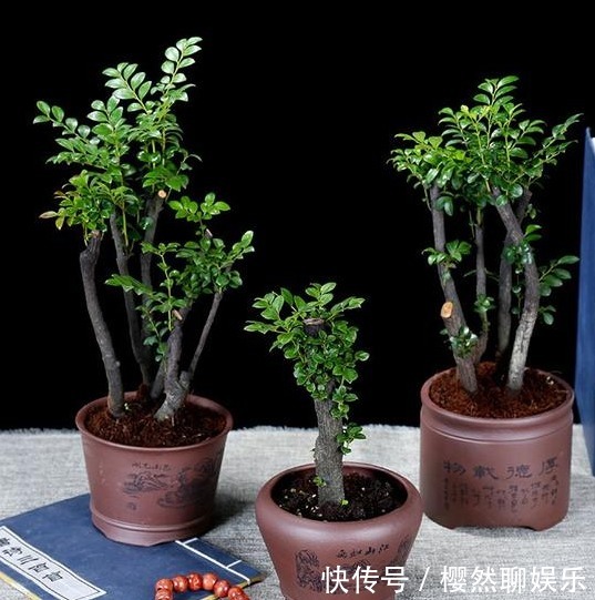 金银花|暑假回老家若遇到这种树,一定要偷偷挖回家种!价值连城