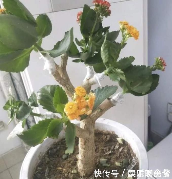 光照|聪明人把长寿花嫁接在老桩上,爆盆简单开花多,一盆花全是花枝