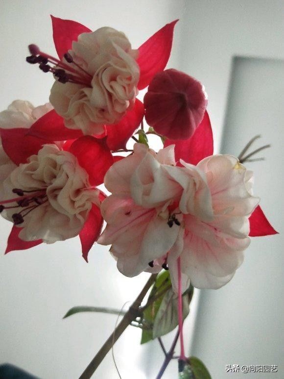 阳台养花,必备1盆灯笼花,开花200天,秋冬季节也能爆开