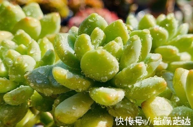 养护|春天养多肉,半个月就变成“胖墩子”,叶子又肥又圆!