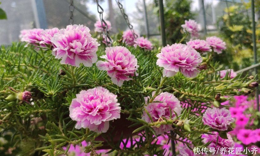 枝条|不会扦插不要急，这6种植物，一根枝条剪成多段，插土里就活