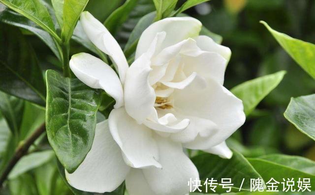 入秋后栀子花怎么养做好几点，叶片油亮开花多