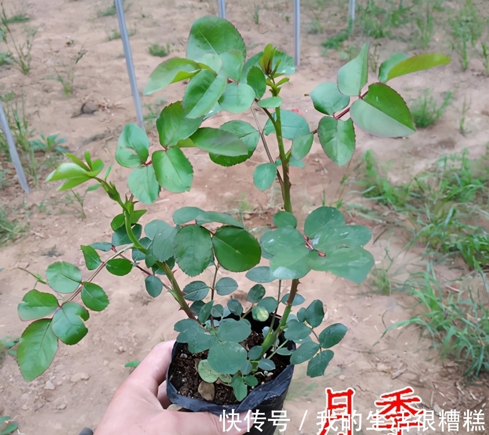 新买的月季小苗,4个关键处理好,根壮苗旺,卯足劲开花