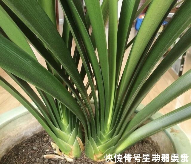 叶土|君子兰盆里放2样东西,啥肥不用给,照样花苞多、叶满盆