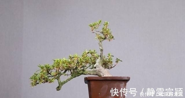 欣赏日本大师盆景作品,精心培育的造型,非常具有艺术气息