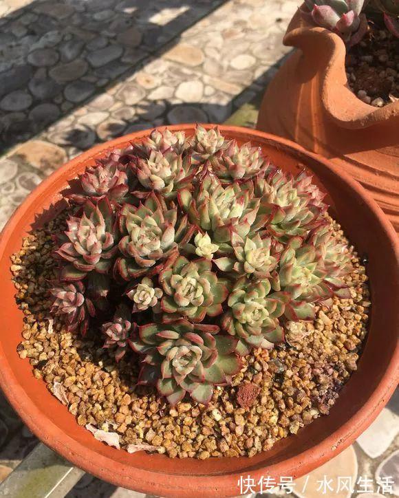 特玉莲|超爱爆小崽的5种多肉,种盆里长的密密麻麻,都装不下了!