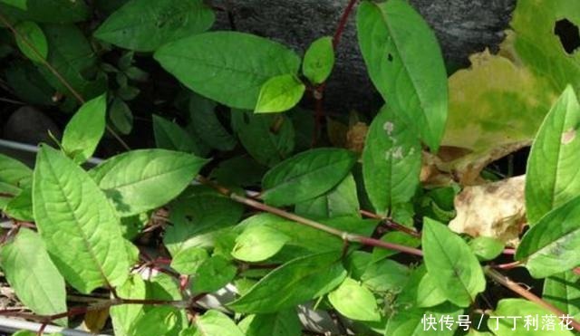 花朵洁白果实却很黑,看似无奇的杂草用处却多,遇见了别错过