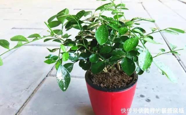 5个养花小技巧,既简单又实用,不愁学不会养好花