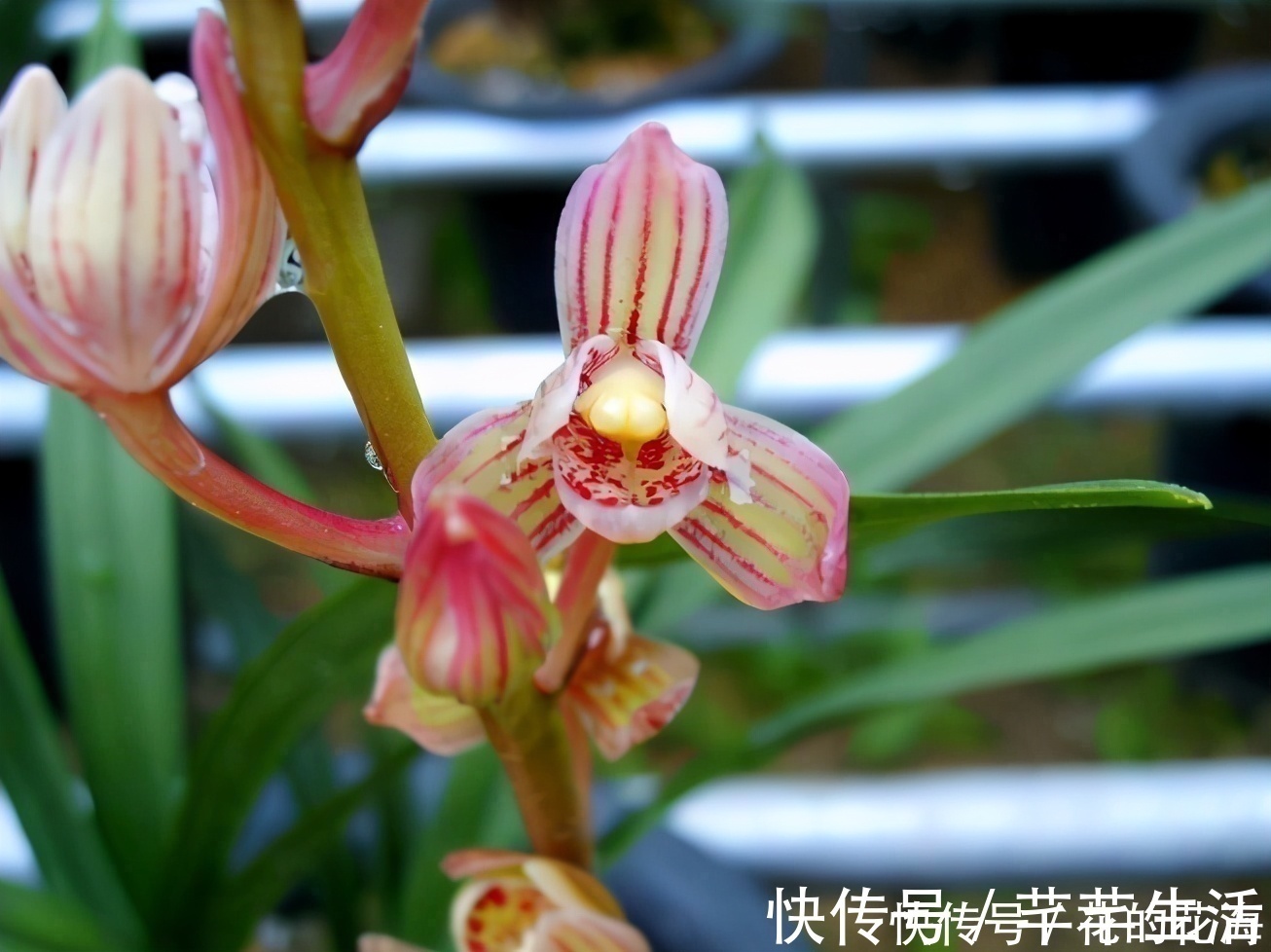 它是国兰色花第一兰,花瓣由金变黄,少见的荷瓣兰,收藏价值高