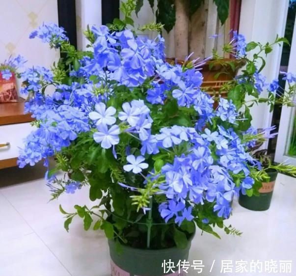 扦插|8月天气凉爽,5种花现在扦插正当时,生根快成活率高,适合新手