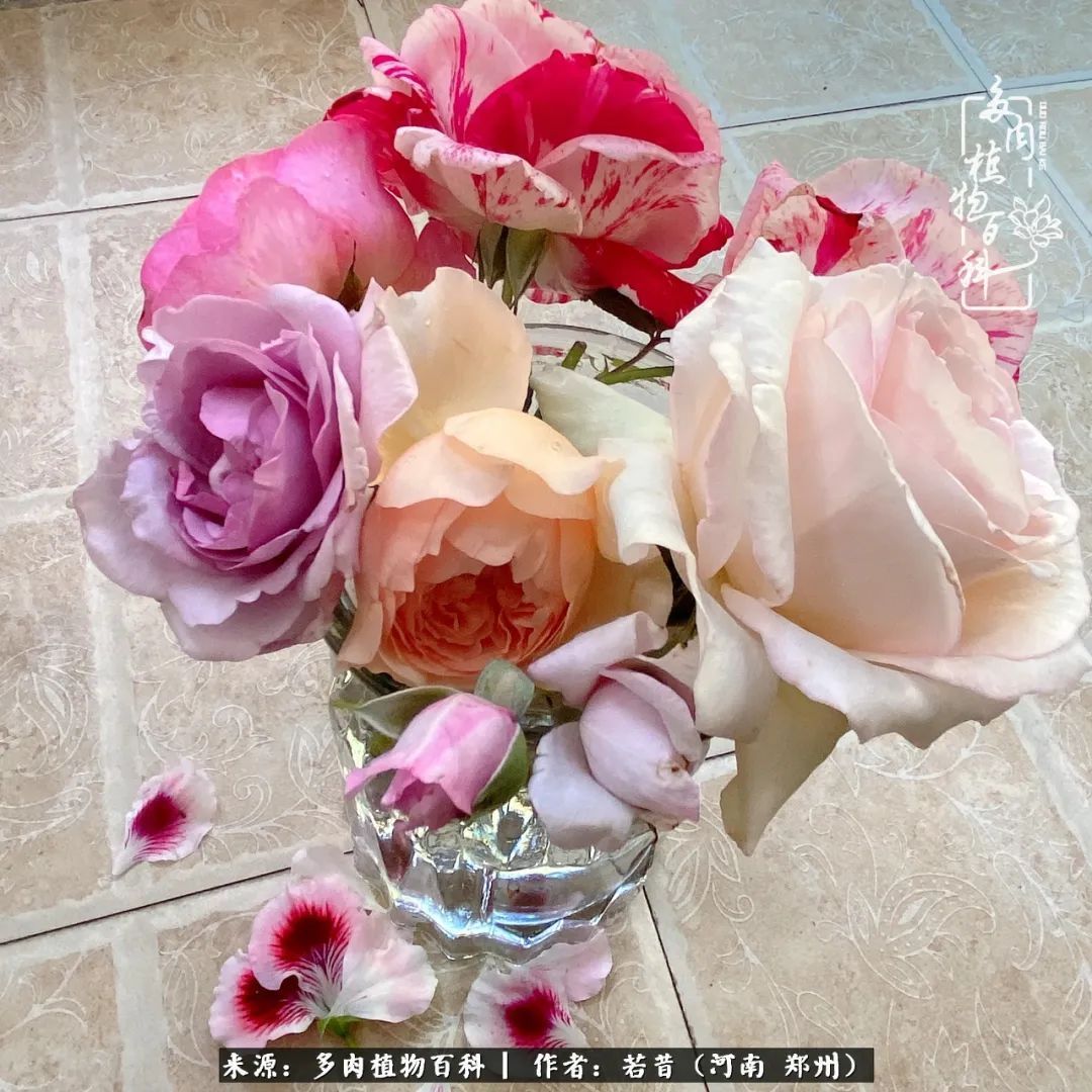 迷你小院儿，种满多肉、花草和蔬果，沉醉在自己的世外桃源！