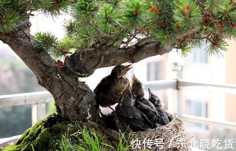 盆景|五针松盆景后期究竟如何养护最好,以下四点你可能遗漏