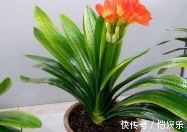 用此4种水浇君子兰,不用施肥也可以让君子兰花大色艳!