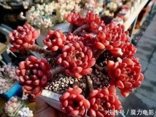 多肉养成老桩并不难,做好3件事,一年就能长出型