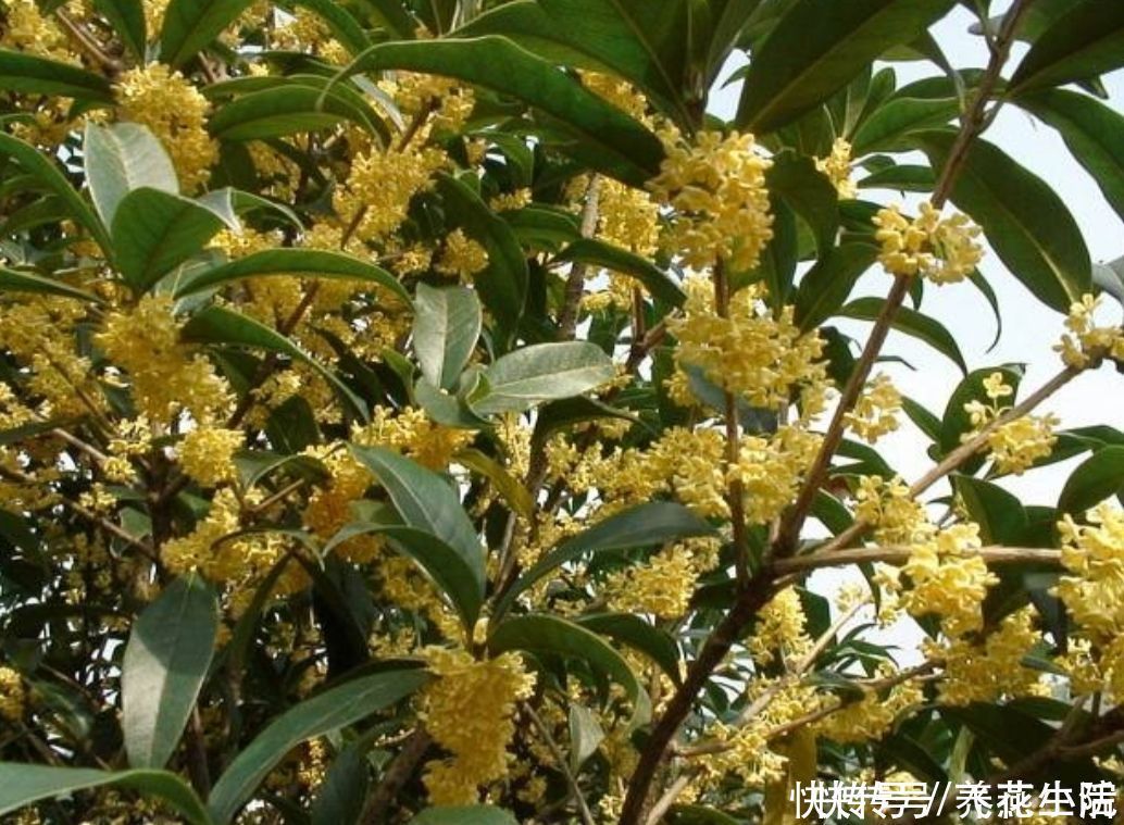 罗汉松|家中有院子,就栽6种吉祥树,寓意好,观赏性强