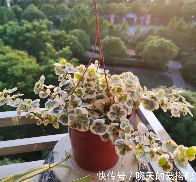 有助于身体健康的三种花，家里务必放一盆