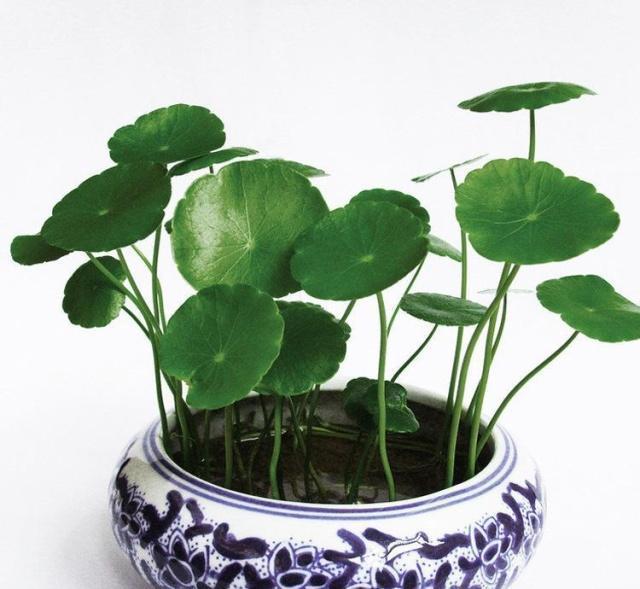 盆栽|3种“招财花”,掐个叶子养1盆,旺运又招财,日子越过越好