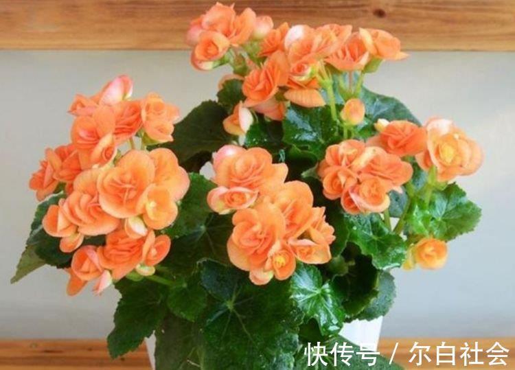 4种花很好养,耐热耐晒更耐旱,养一盆一年四季都在开!