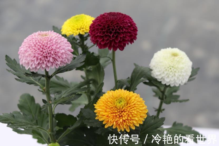 角堇|3种花号称“开花机器”，秋天生长进入关键期，掐的越狠开花越多