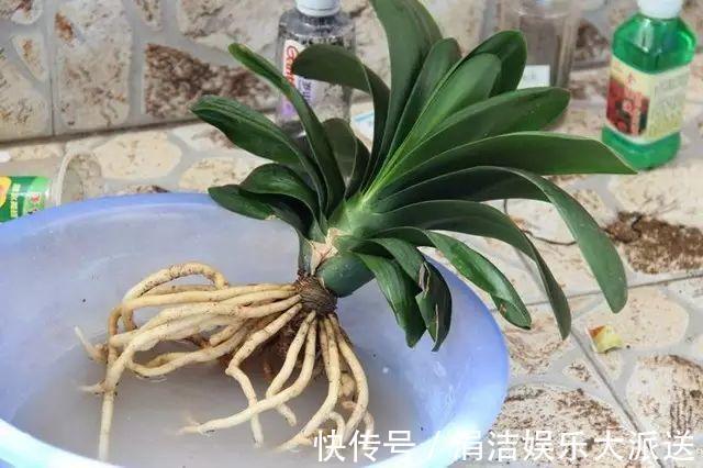 自制1种“混合土”,君子兰、绿萝最喜欢,1分钱不花,根旺叶绿