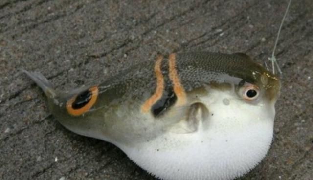 钓友|咬断鱼线、驱赶罗非鱼,珠江来了群“凶猛掠食者”,钓鱼人头疼