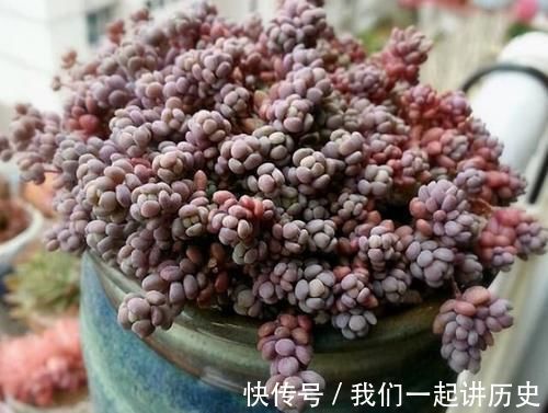 紫米粒|最爱爆盆的5种多肉，不用1个月就溢出花盆