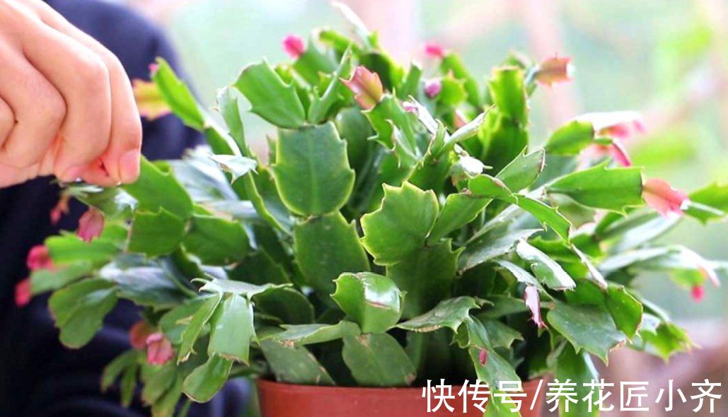 去年的蟹爪兰一个花苞没长，只需3步操作，花苞“蹭蹭冒”