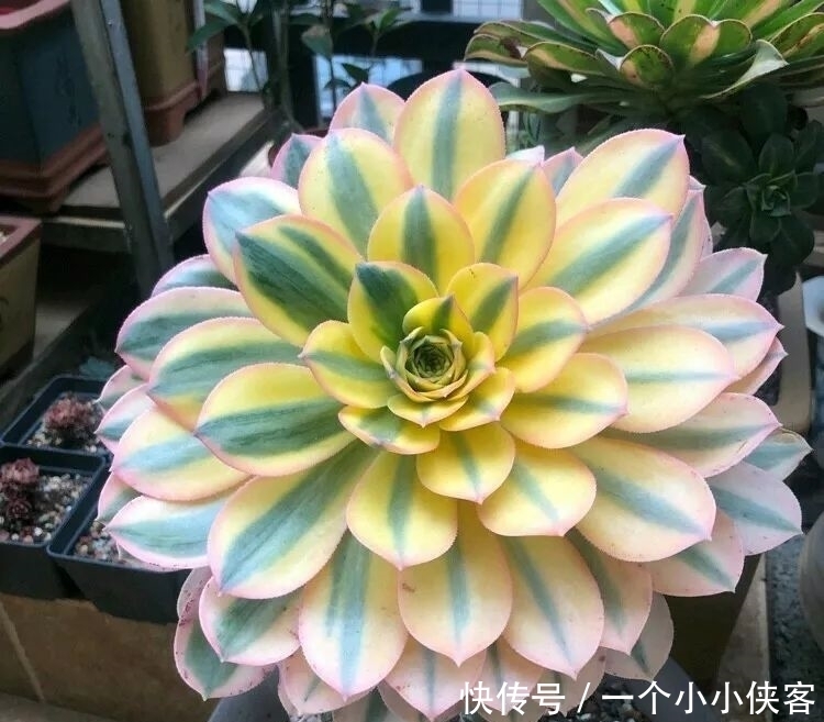 多肉盆栽:强迫症养多肉,必须整整齐齐,一颗也不能乱