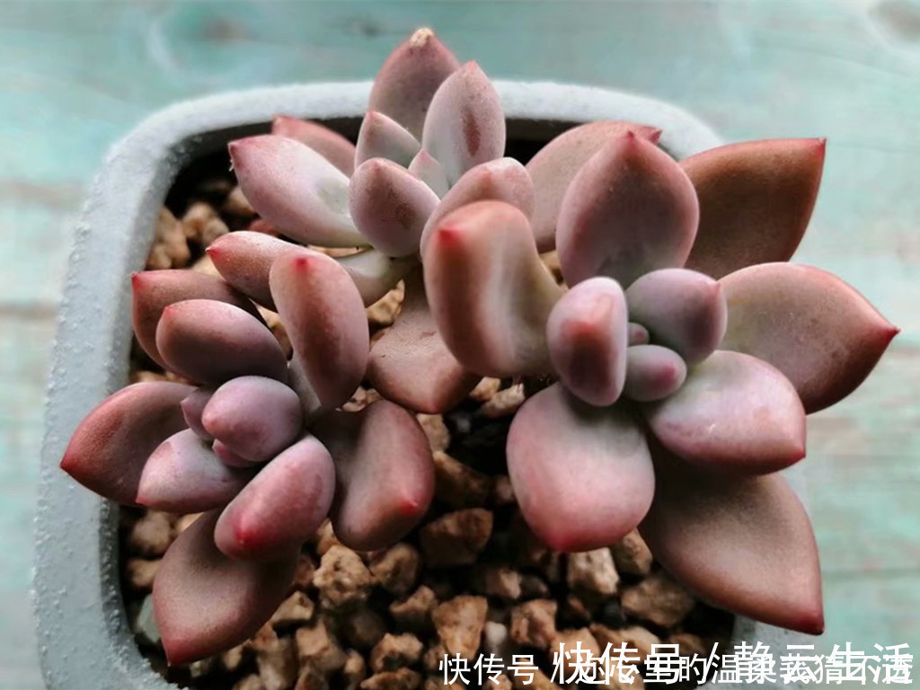 养多肉经常走进的3个误区，大胆走出来，你的多肉会越来越美