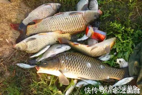 民间野钓饵料偏方几个大蒜饵料配方,小鱼绝对不沾,专门钓大鱼