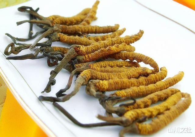 被称为“神药”的冬虫夏草，如何走下了神坛专家给出最好的解释