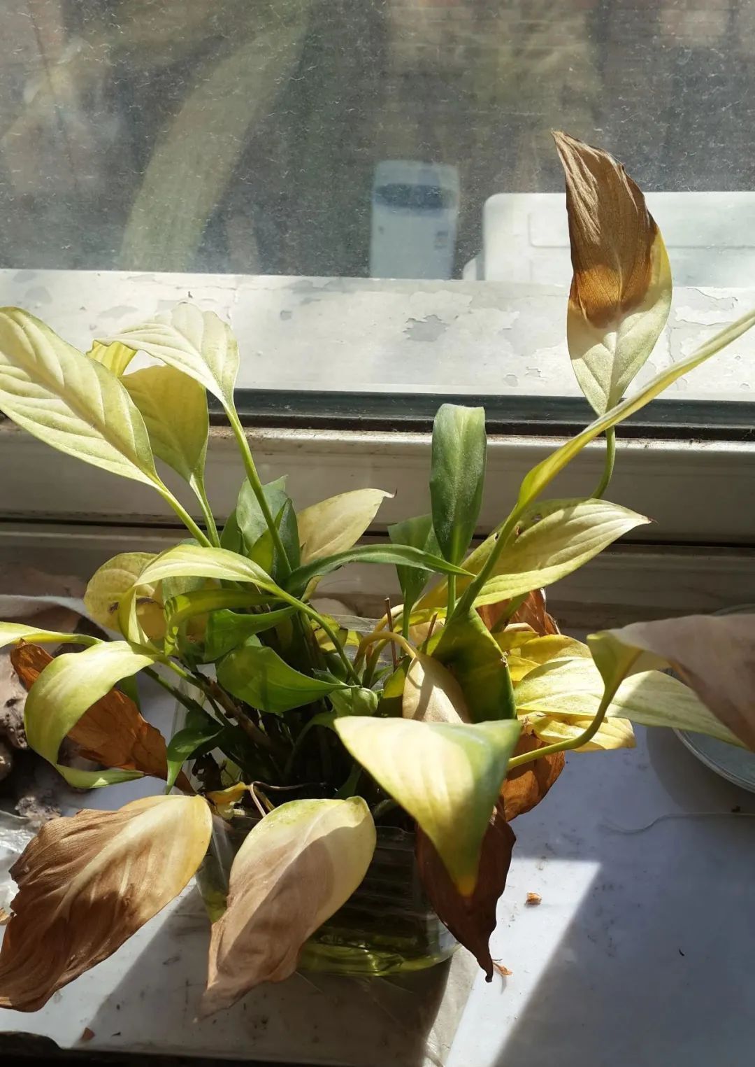 叶片|快住手!这10种植物千万别晒,晒得越多,死得越快!