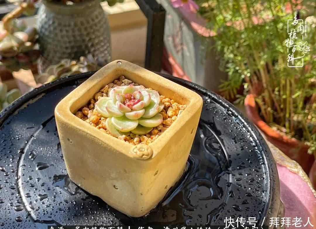 多肉与我,不负时光韶华!