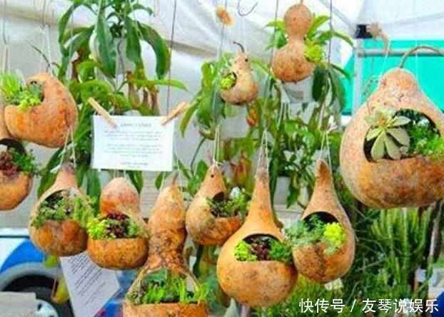 爷爷拿不要的葫芦来养盆栽,做出来所有人都被惊艳,还都抢着要