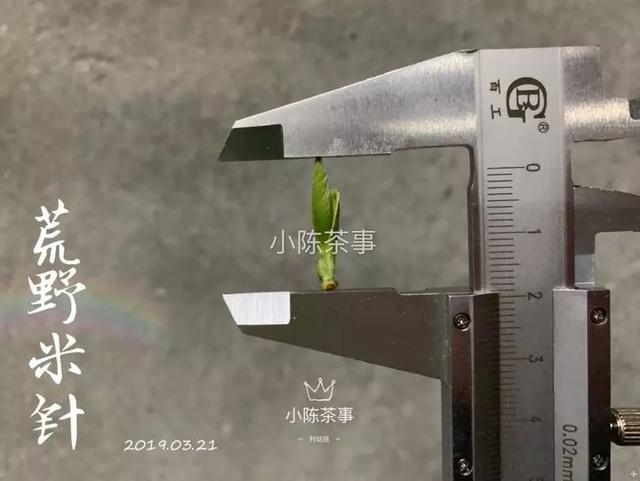 新茶|早上市的白茶，是“作”出来的，分享春茶季的三个真实小故事！